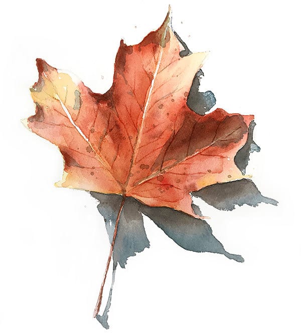 watercolor leaf, autumnal decoration